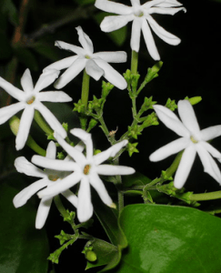 Jasmine-Auriculatum