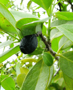Sandalwood-Paniculatum-Fruit-Hawaii